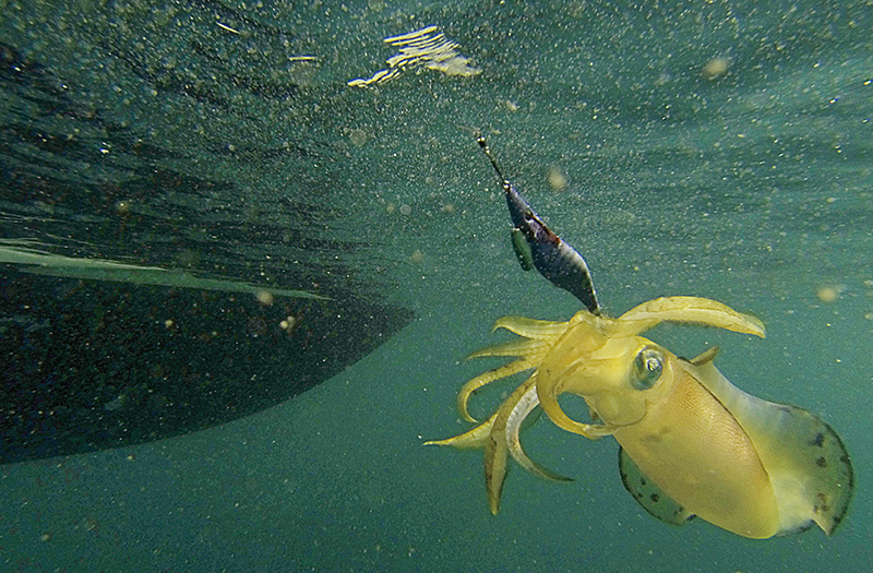 釣行時のご注意